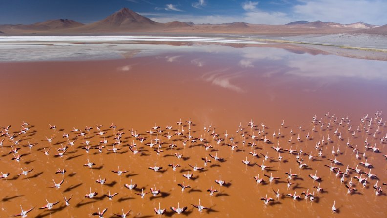 a_flock_of_flamingos_taking_off_on_a_lake_in_africa.jpg