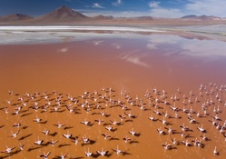 a flock of flamingos taking off on a lake in africa