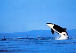 orca leaping out of the sea