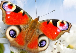 *** Butterfly ***