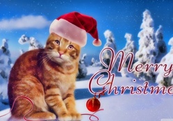 It's A Cat Christmas