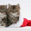 kittens in a Santa hat