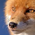 Face of the fox