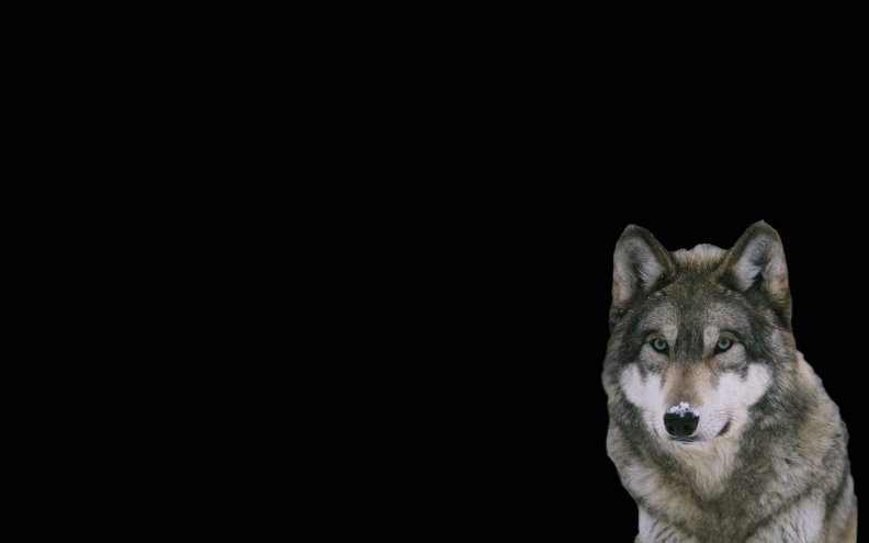 a_wolf.jpg