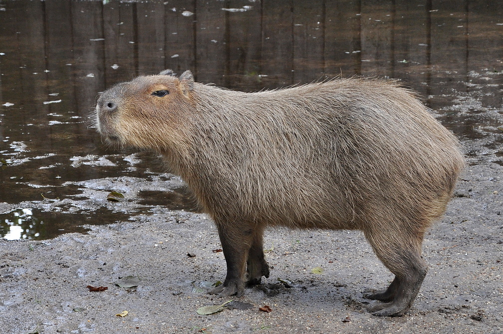 capibara image