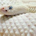 white snakes