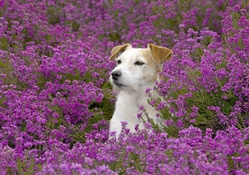 *** Dog on the meadow ***
