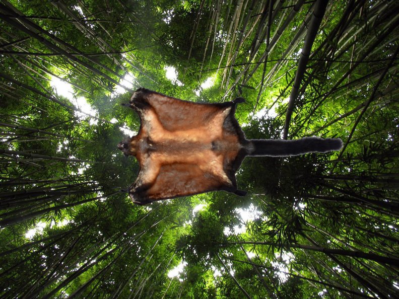 giant flying squirrel