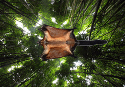 giant flying squirrel