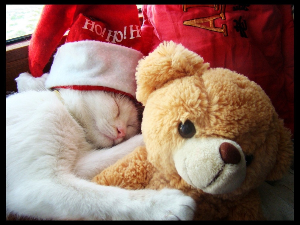 Christmas sleeping kitten