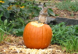 Halloween munchkin on a pumpkin