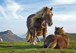 Hill Horses