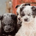 Snow Puppies