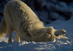 Playful white wolf