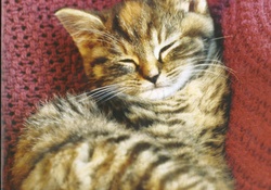 kitten napping