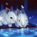 ★Cute Little Rabbits & Butterflies★