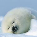 Polar seal