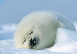 Polar seal