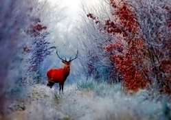 Winter _ deer