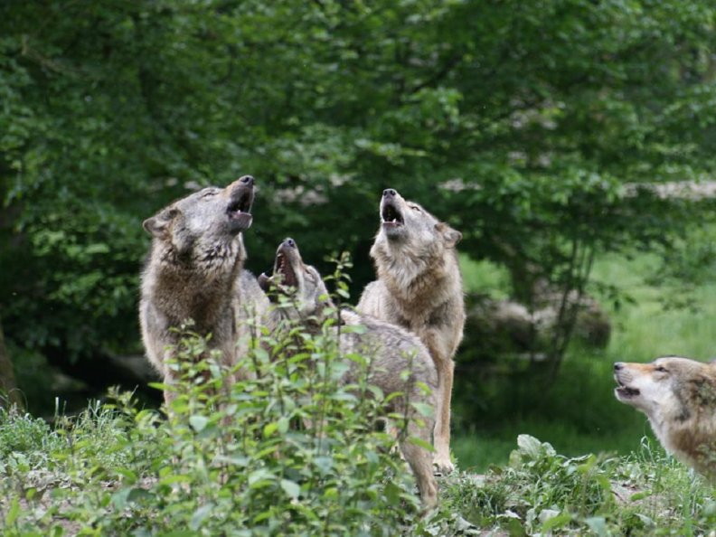 Four wolves howling