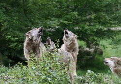 Four wolves howling