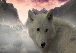 the_white_wolf