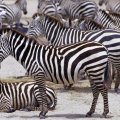 zebras,herding