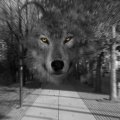 urban wolf