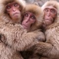 __japanese macaque