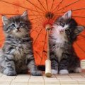 under a umbrella