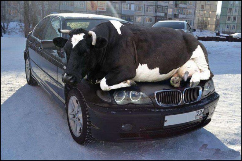 Clever Cow