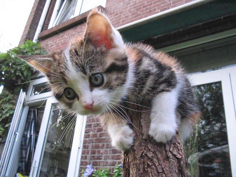 Kitten Stuck on a Stump
