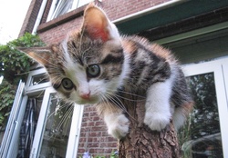 Kitten Stuck on a Stump
