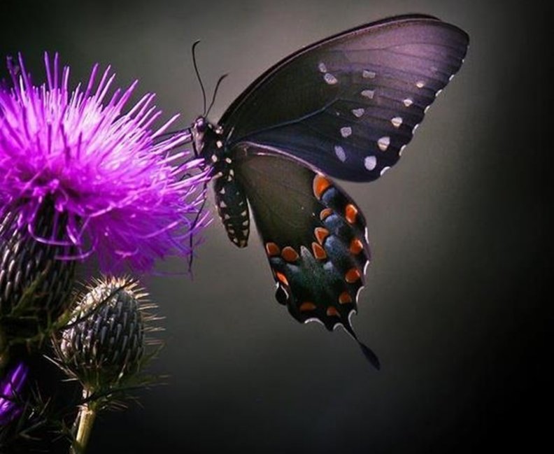 butterfly_and_thistle.jpg