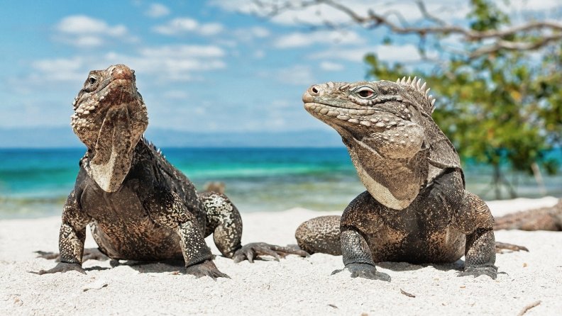 iguanas.jpg