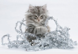 Christmas kitty with a tinsel