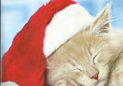 Christmas kitten napping