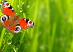 *** Butterfly ***