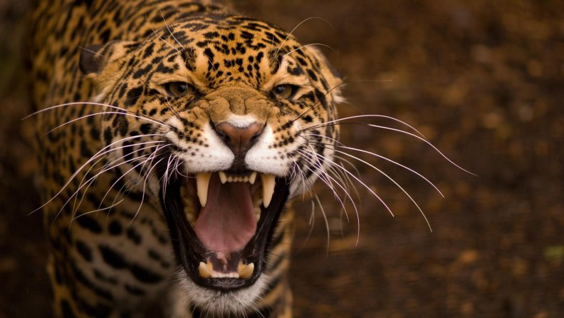 the fierce jaguar
