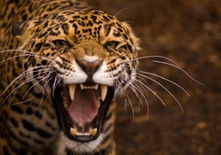 the fierce jaguar