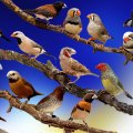 wallpaper birds