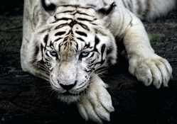 Scary White Tiger