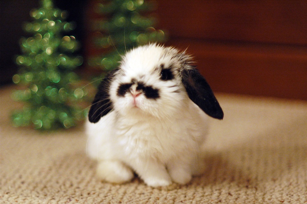 A bunny for Christmas!♥