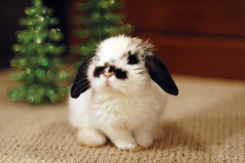 a_bunny_for_christmas.jpg