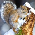 *** Squirrel and snow ***