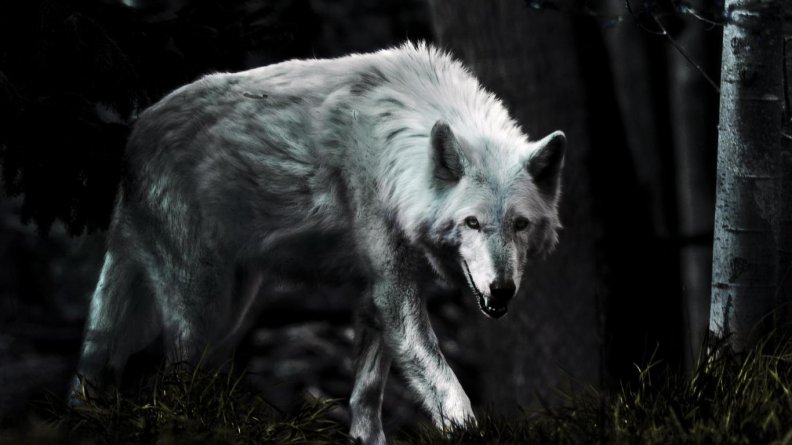 dark_wolf.jpg