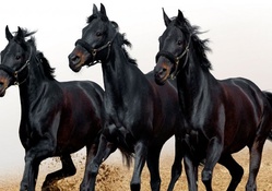 Black Running Horses