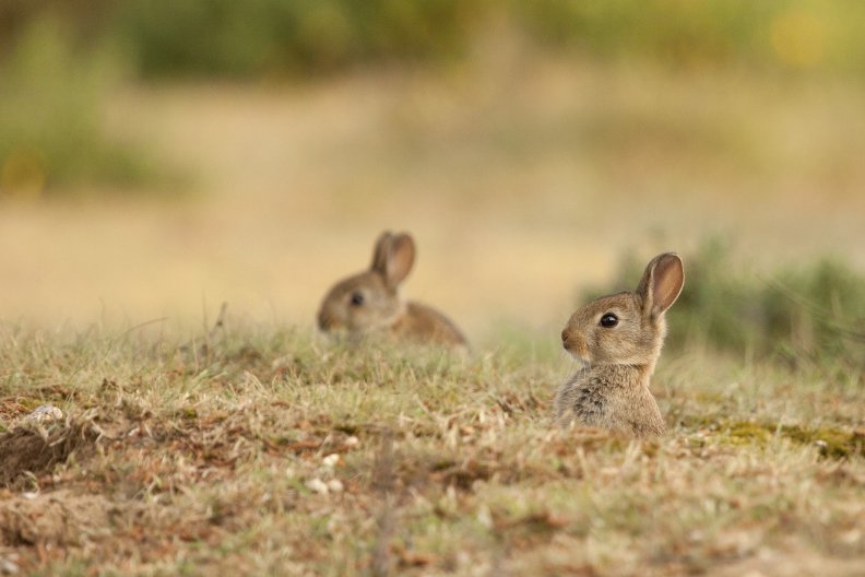 Wild rabbits