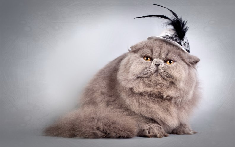 Cat in Hat *** Download HD Wallpapers and Free Images