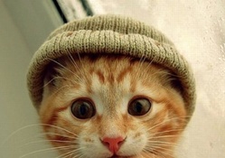 Cats in hats :)